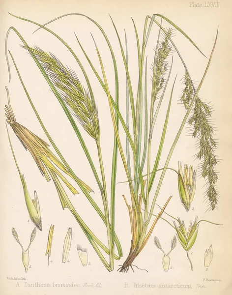 Danthonia Botanik Antarcticen Voyage London 1844 — Stockfoto