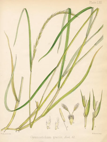 Cymnostichum Gracie Plantkunde Van Antarctische Wateren Voyage Londen 1844 — Stockfoto