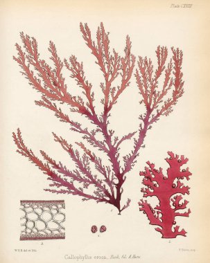 Callophyllis erosa. Antarktika botanik yolculuk Londra 1844