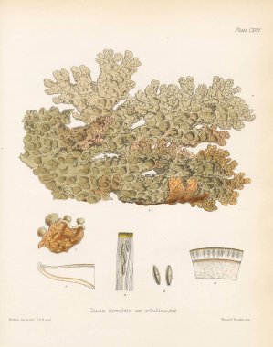 Sticta colensoi Antarktika botanik yolculuk Londra 1844 