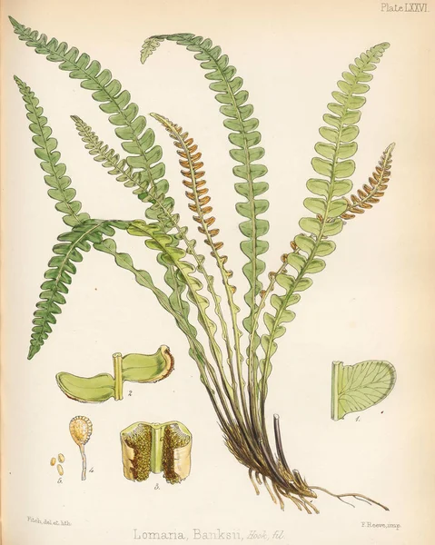 Lomaria Bnksii Botanica Del Viaggio Antartico Londra 1844 — Foto Stock