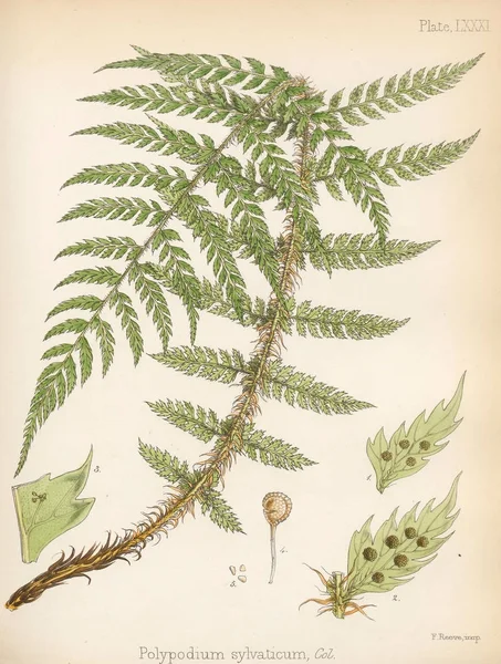 Polypodium Sylvaticum Botanica Del Viaggio Antartico Londra 1844 — Foto Stock
