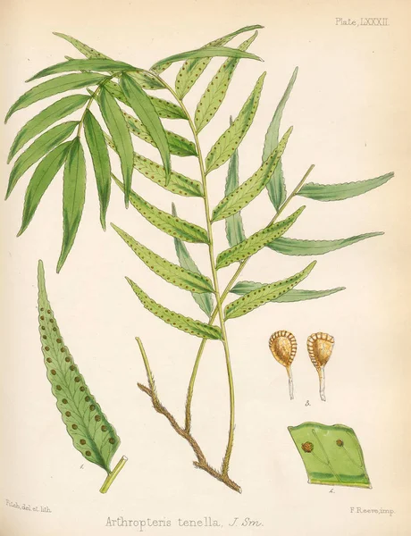 Arthropteris Tenella Botany Antarctic Voyage London 1844 — Stock Photo, Image