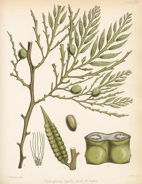 Landsburgia Quercifolia Botanica Del Viaggio Antartico Londra 1844 — Foto Stock