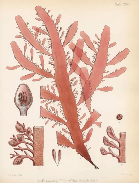 Cladhymenia Odlongifolia南极航行的植物学1844伦敦 — 图库照片