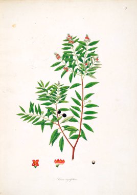 Botanik illüstrasyon. Bitkiler, sahil Londra'nın Coromandel 1793