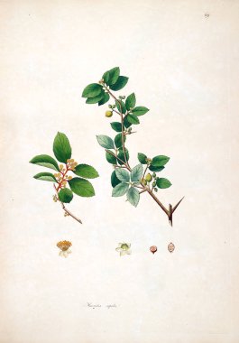 Botanik illüstrasyon. Bitkiler, sahil Londra'nın Coromandel 1793