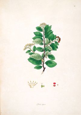 Botanik illüstrasyon. Bitkiler, sahil Londra'nın Coromandel 1793