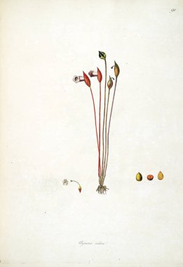 Botanik illüstrasyon. Bitkiler, sahil Londra'nın Coromandel 1793