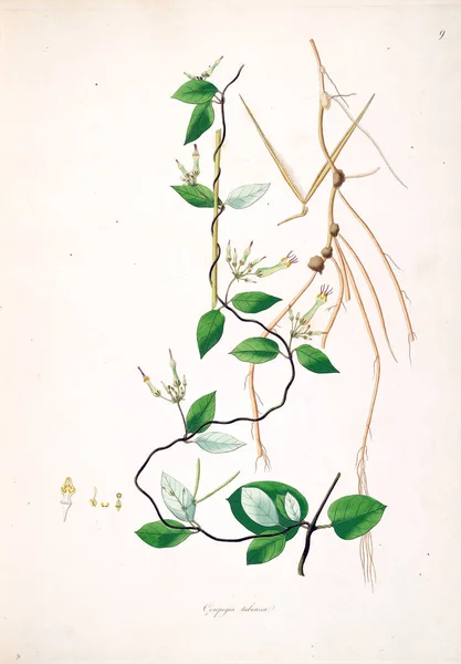 Illustration Botanique Plantes Côte Coromandel Londres 1793 — Photo