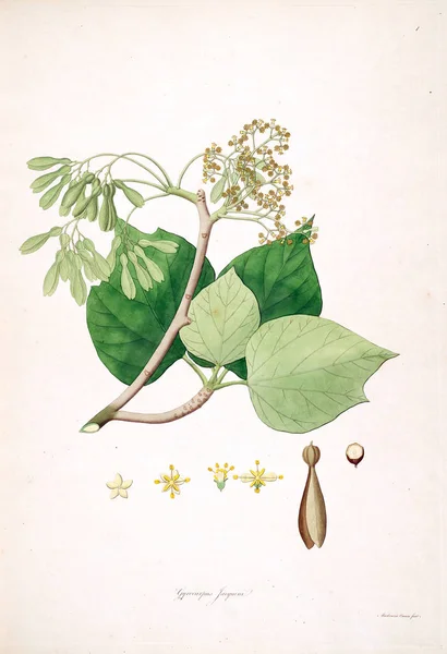 Botaniska Illustration Växter Kusten Coromandel London 1793 — Stockfoto