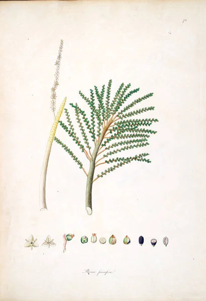 Botanical Illustration Plants Coast Coromandel London 1793 — Stock Photo, Image