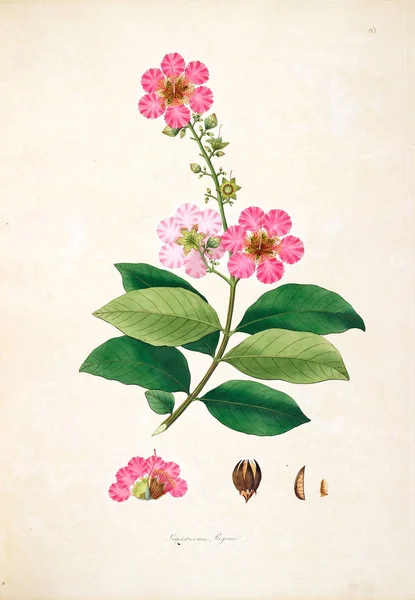 Ilustração Botânica Plantas Costa Coromandel Londres 1793 — Fotografia de Stock