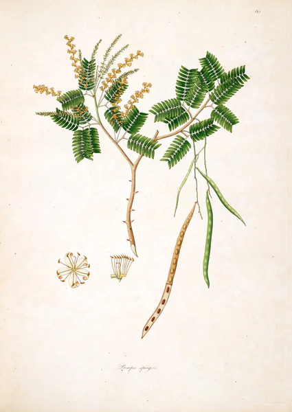 Illustrazione Botanica Piante Della Costa Coromandel Londra 1793 — Foto Stock