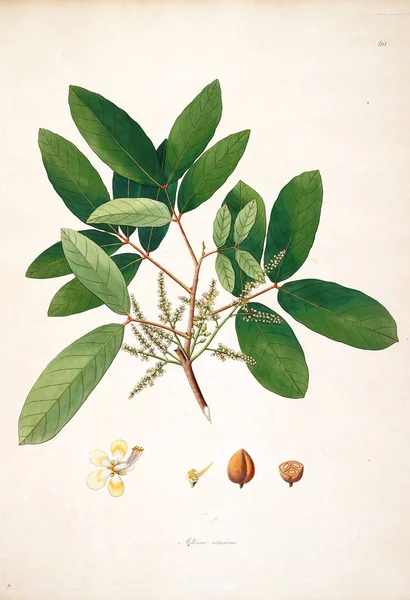 Illustrazione Botanica Piante Della Costa Coromandel Londra 1793 — Foto Stock