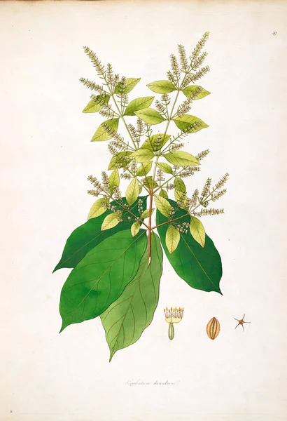 Botaniska Illustration Växter Kusten Coromandel London 1793 — Stockfoto