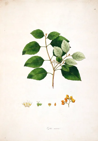 Illustration Botanique Plantes Côte Coromandel Londres 1793 — Photo