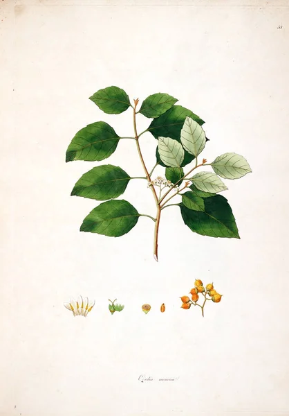 Botaniska Illustration Växter Kusten Coromandel London 1793 — Stockfoto