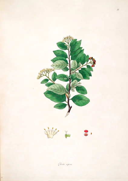 Botanická Ilustrace Rostliny Pobřeží Coromandel Londýn 1793 — Stock fotografie