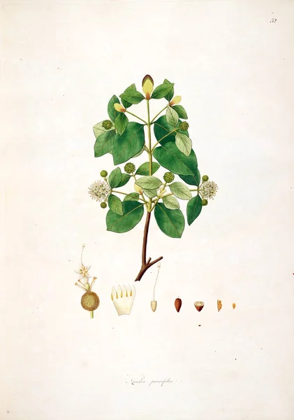 Illustration Botanique Plantes Côte Coromandel Londres 1793 — Photo