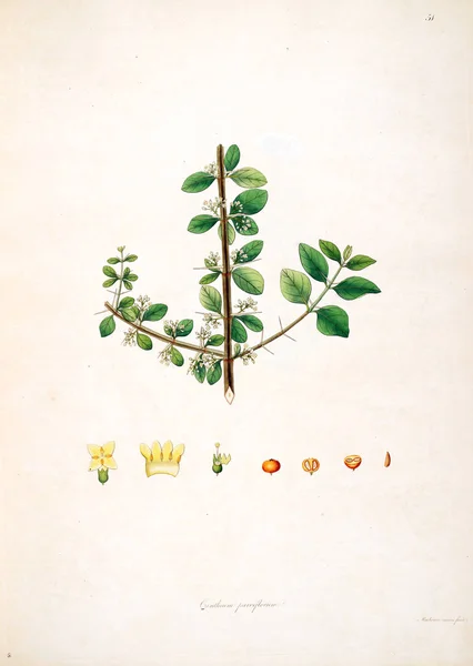 Botanical Illustration Plants Coast Coromandel London 1793 — Stock Photo, Image