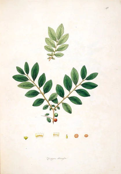 Ilustracji Botanicznych Rośliny Wybrzeża Coromandel Londyn 1793 — Zdjęcie stockowe