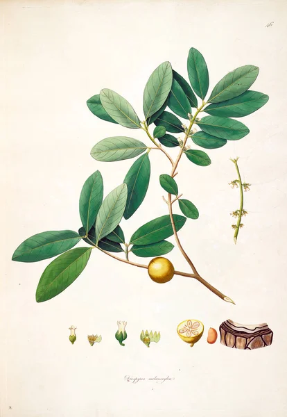 Botanická Ilustrace Rostliny Pobřeží Coromandel Londýn 1793 — Stock fotografie