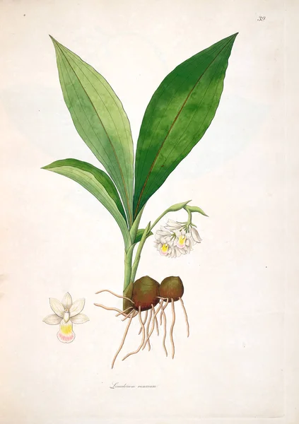 Ilustración Botánica Plantas Costa Coromandel Londres 1793 — Foto de Stock