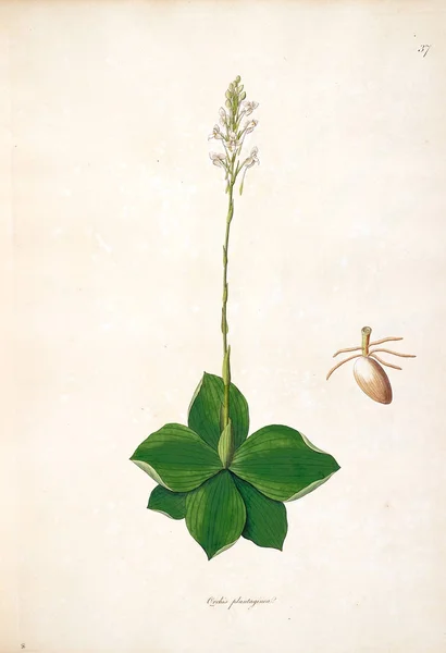 Botanical Illustration Plants Coast Coromandel London 1793 — Stock Photo, Image