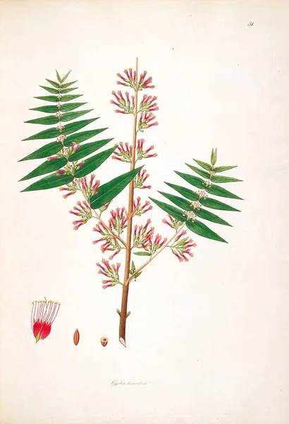 Botanische Illustratie Planten Van Kust Van Coromandel Londen 1793 — Stockfoto