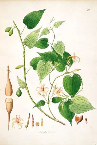 Ботанічні Ілюстрації Рослини Узбережжя Coromandel Лондоні 1793 — стокове фото