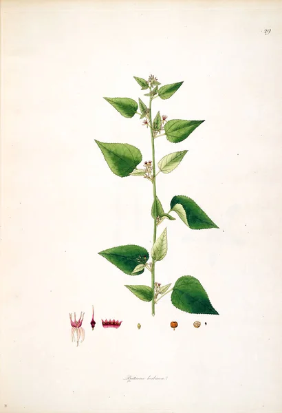Βοτανική Εικονογράφηση Φυτά Από Την Ακτή Του Κορομάντελ Λονδίνου 1793 — Φωτογραφία Αρχείου