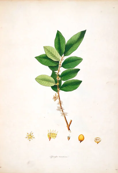 그림입니다 식물의 해안의 1793 — 스톡 사진