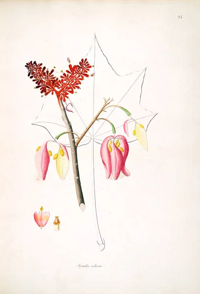 Illustrazione Botanica Piante Della Costa Coromandel Londra 1793 — Foto Stock