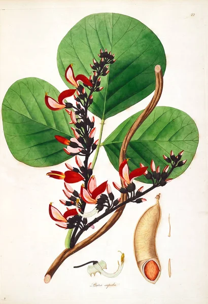 Botaniska Illustration Växter Kusten Coromandel London 1793 — Stockfoto