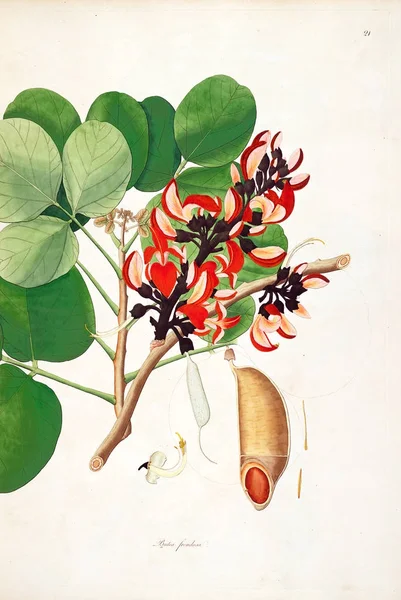 Ilustración Botánica Plantas Costa Coromandel Londres 1793 —  Fotos de Stock