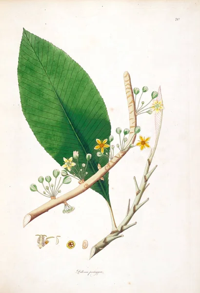 Botanická Ilustrace Rostliny Pobřeží Coromandel Londýn 1793 — Stock fotografie