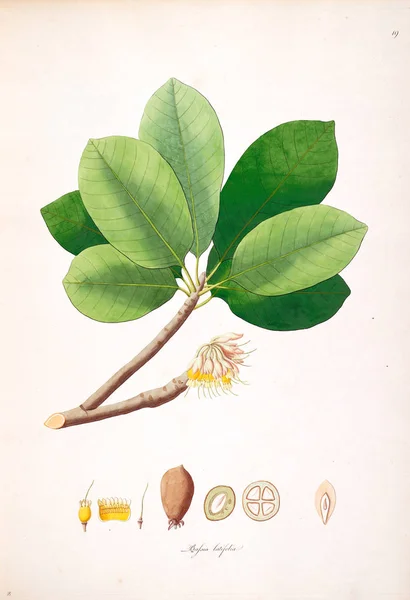 Ilustración Botánica Plantas Costa Coromandel Londres 1793 — Foto de Stock