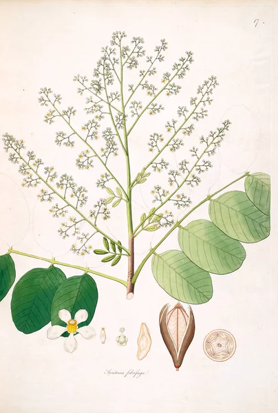 Ботаническая Иллюстрация Растения Побережья Короманделя Лондоне 1793 — стоковое фото