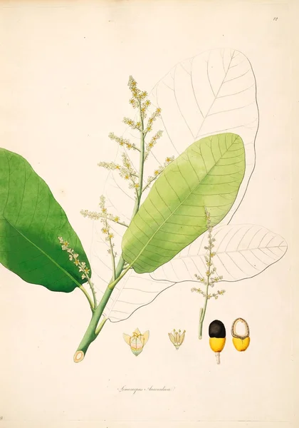 Ilustración Botánica Plantas Costa Coromandel Londres 1793 —  Fotos de Stock