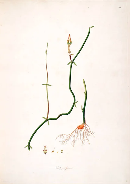 Ilustração Botânica Plantas Costa Coromandel Londres 1793 — Fotografia de Stock