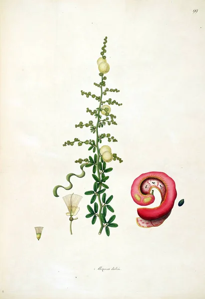 Ilustración Botánica Plantas Costa Coromandel Londres 1793 — Foto de Stock