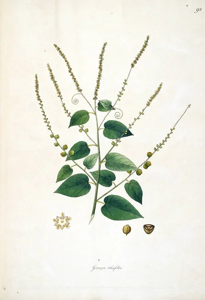 Illustration Botanique Plantes Côte Coromandel Londres 1793 — Photo