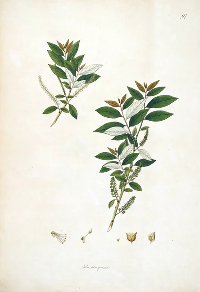 植物のイラスト コロマンデル ロンドン 1793 の海岸の植物 — ストック写真
