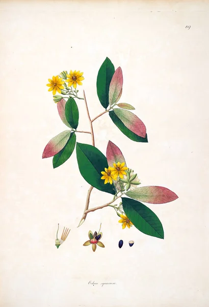 Illustration Botanique Plantes Côte Coromandel Londres 1793 — Photo