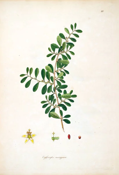 植物学插图 科罗曼德伦敦海岸的植物1793 — 图库照片