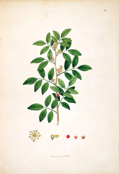 Ботаническая Иллюстрация Растения Побережья Короманделя Лондоне 1793 — стоковое фото