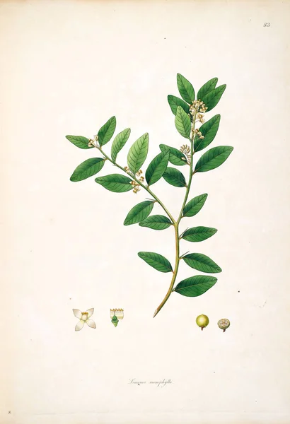 Ilustracji Botanicznych Rośliny Wybrzeża Coromandel Londyn 1793 — Zdjęcie stockowe