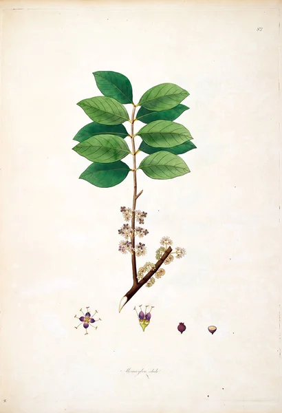 Illustrazione Botanica Piante Della Costa Coromandel Londra 1793 — Foto Stock