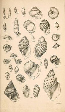 Kabukları Illustration. Conchological bir el kitabı. Sowerby, G. B. (George Brettingham), 1812-1884 